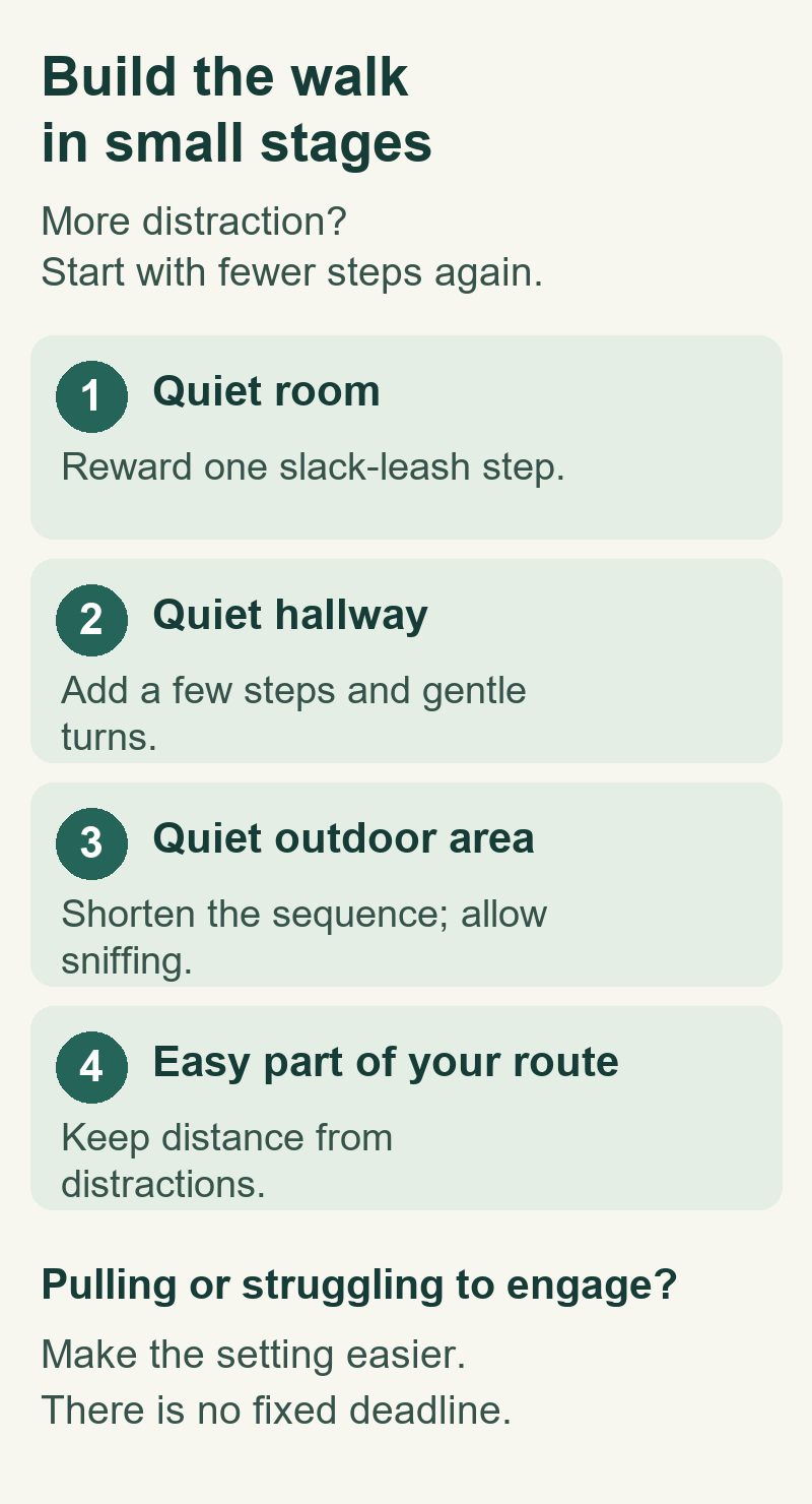 Four practice stages: quiet room, quiet hallway, quiet outdoor area, then an easy part of the usual route. Make the setting easier when the dog struggles.